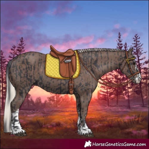 Horse Color:Black  and Silver Black 