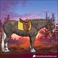 Horse Color:Black and Silver Black