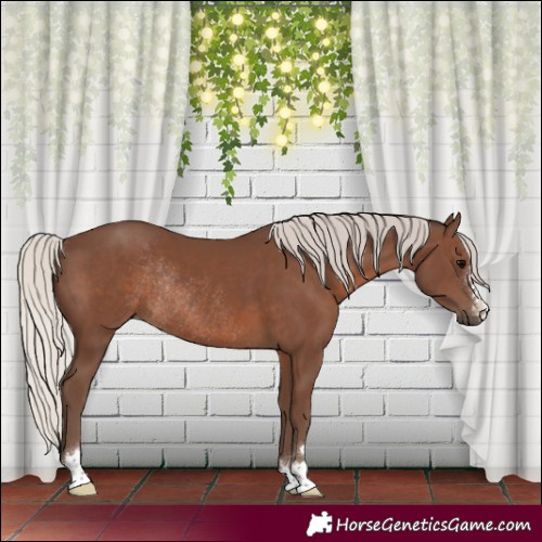 Horse Color:Silver Black Rabicano 