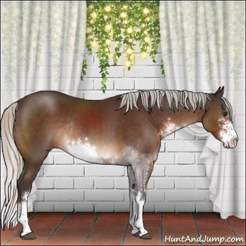 Horse Color:Silver Brown Sabino Rabicano 