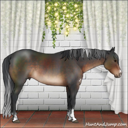 Horse Color:Brown Sabino Rabicano 