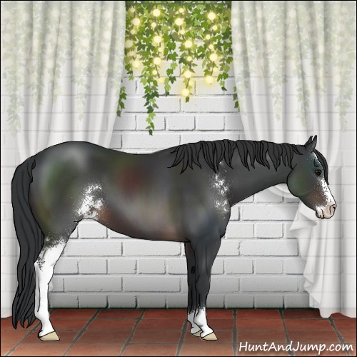 Horse Color:Brown Sabino 