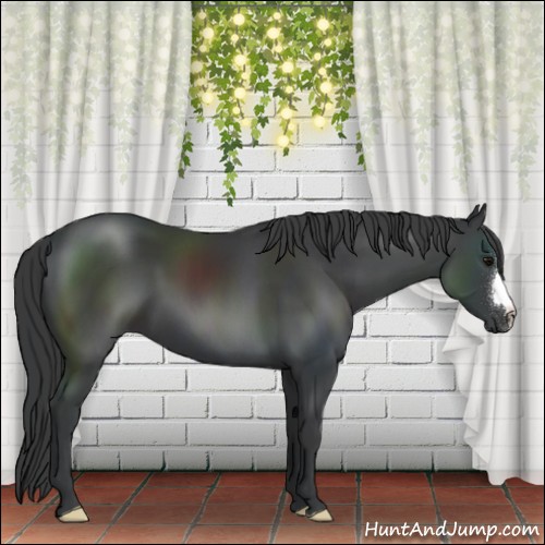 Horse Color:Black 