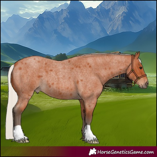 Horse Color:Silver Bay Roan 