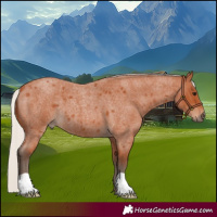 Horse Color:Silver Bay Roan 