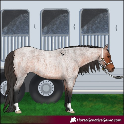 Horse Color:Bay Roan 