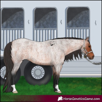 Horse Color:Bay Roan 