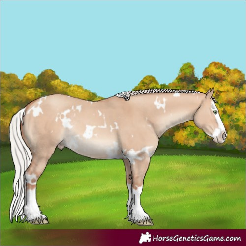 Horse Color:White Spotted Silver Amber Champagne Dun Splash Rabicano 
