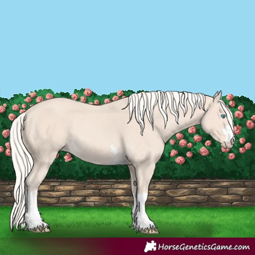 Horse Color:Cremello 