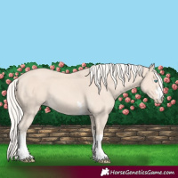 Horse Color:Cremello 