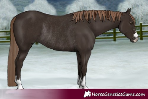 Horse Color:Liver Chestnut Rabicano 