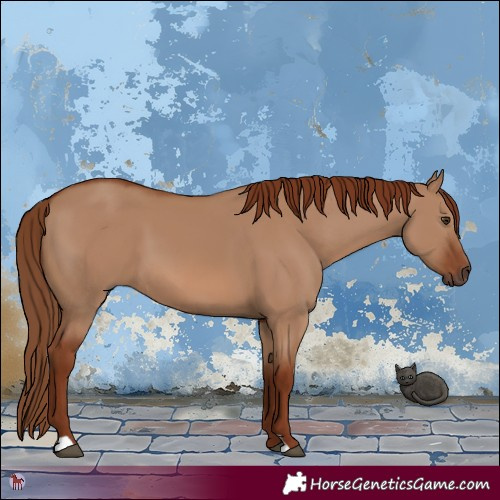 Horse Color:Red Dun 