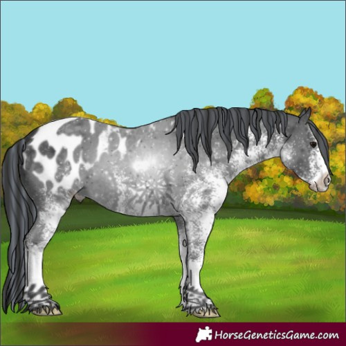 Horse Color:Painted White Spotted Black Appaloosa 