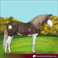 Horse Color:Liver Chestnut Splash 