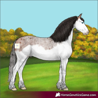 Horse Color:Bay Roan Splash Frame