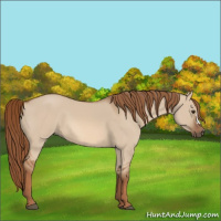 Horse Color:Red Dun