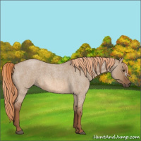 Horse Color:Red Dun Roan
