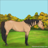 Horse Color:Bay Dun