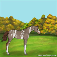 Horse Color:White Spotted Liver Red Dun