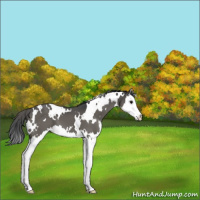 Horse Color:White Spotted Grullo Splash