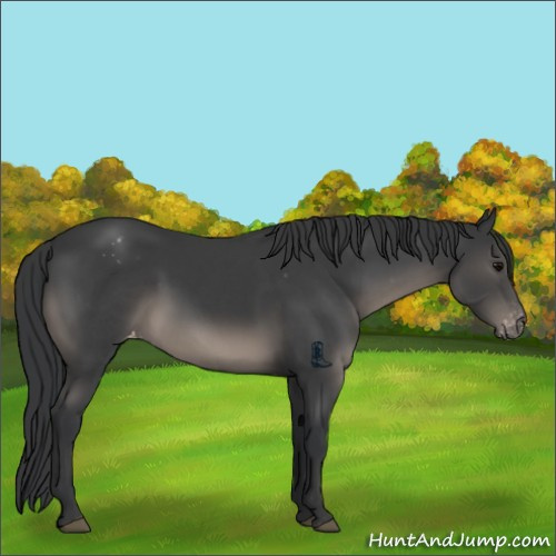 Horse Color:Black Appaloosa 