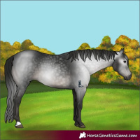 Horse Color:Gray Black 