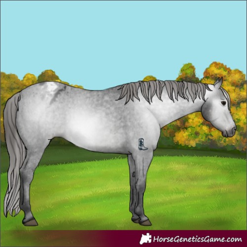 Horse Color:Gray Black Varnish Rabicano 