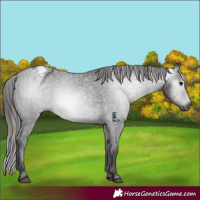 Horse Color:Gray Black Varnish Rabicano 