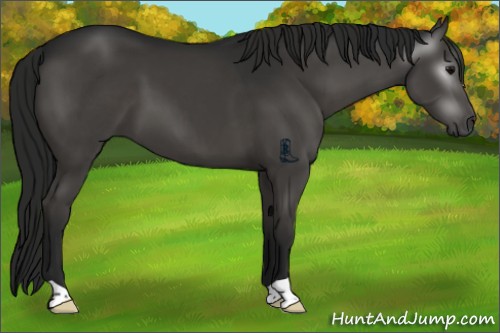 Horse Color:Gray Black