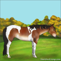 Horse Color:Gray Brown Tobiano 
