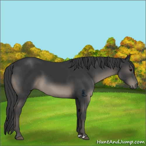 Horse Color:Black 