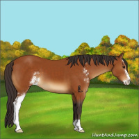 Horse Color:Buckskin Sabino 
