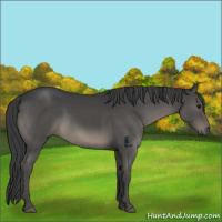Horse Color:Black 