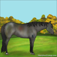 Horse Color:Gray Black 