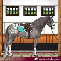 Horse Color:Liver Chestnut Sabino Splash Appaloosa Rabicano 