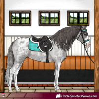 Horse Color:Liver Red Roan Sabino Splash Appaloosa 