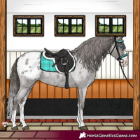 Horse Color:Liver Red Roan Sabino Splash Appaloosa Rabicano 