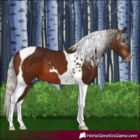 Horse Color:Gray Silver Bay Tobiano 