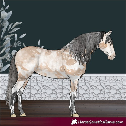 Horse Color:White Spotted Bay Dun 