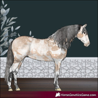 Horse Color:White Spotted Bay Dun 