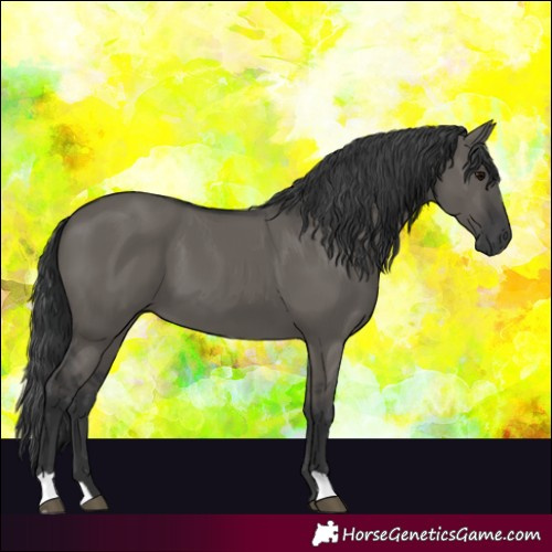 Horse Color:Grullo 