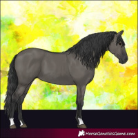 Horse Color:Grullo 