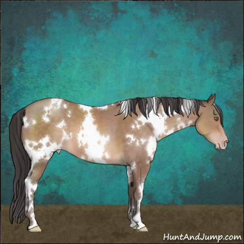 Horse Color:White Spotted Sable Champagne 