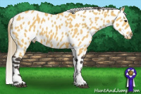 Horse Color:Buckskin Near Leopard