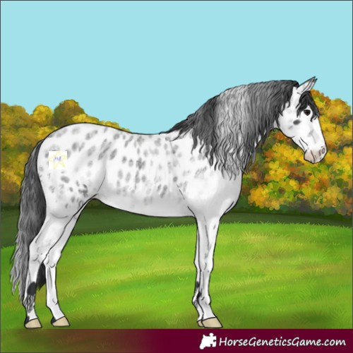 Horse Color:White Spotted Blue Roan Splash Appaloosa 