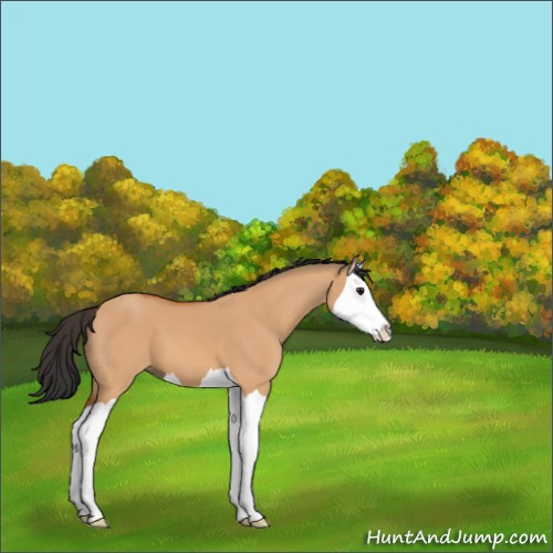 Horse Color:Bay Dun Splash 