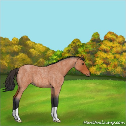 Horse Color:Bay Roan