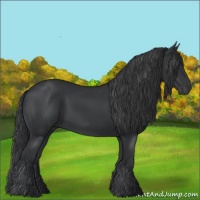 Horse Color:Black 