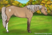 Horse Color:Silver Bay Dun