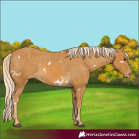 Horse Color:White Spotted Palomino Varnish